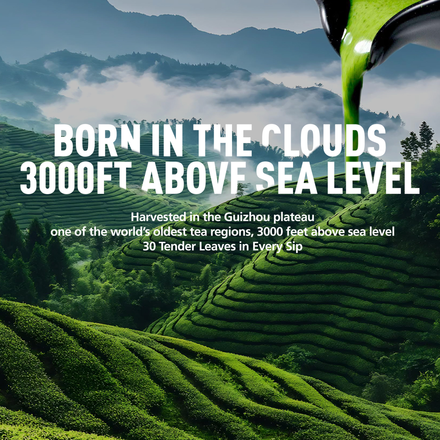 Premium Ceremonial Grade Matcha