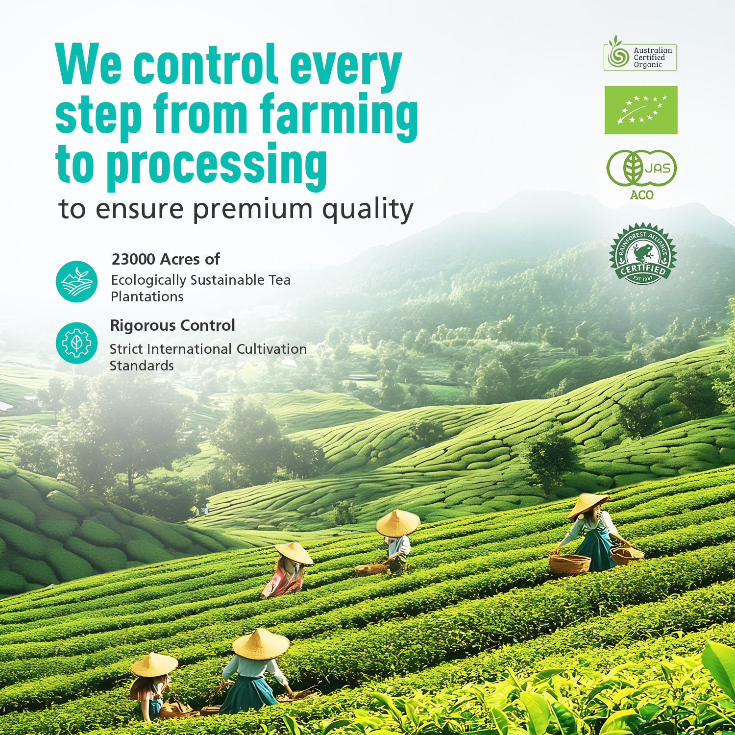 Premium Ceremonial Grade Matcha