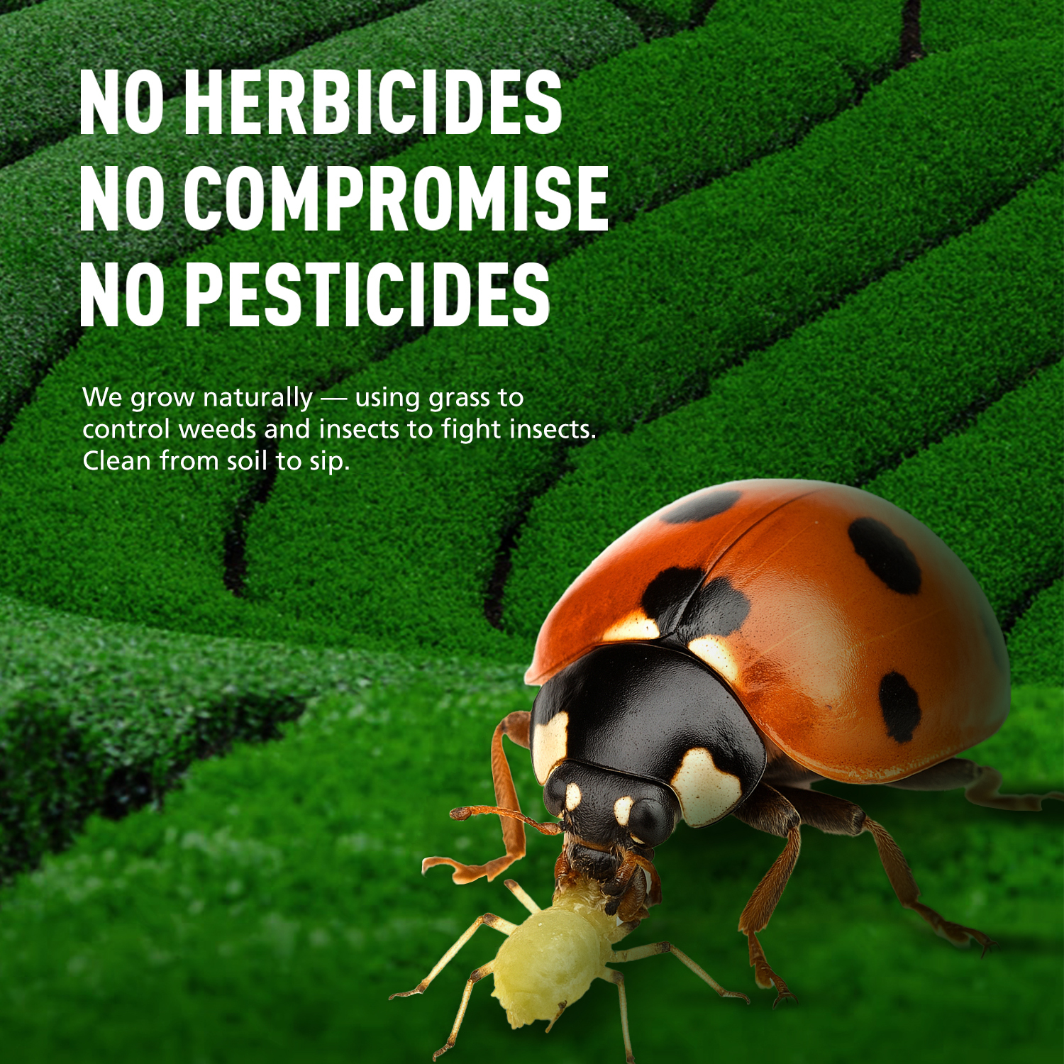 Premium Ceremonial Grade Matcha