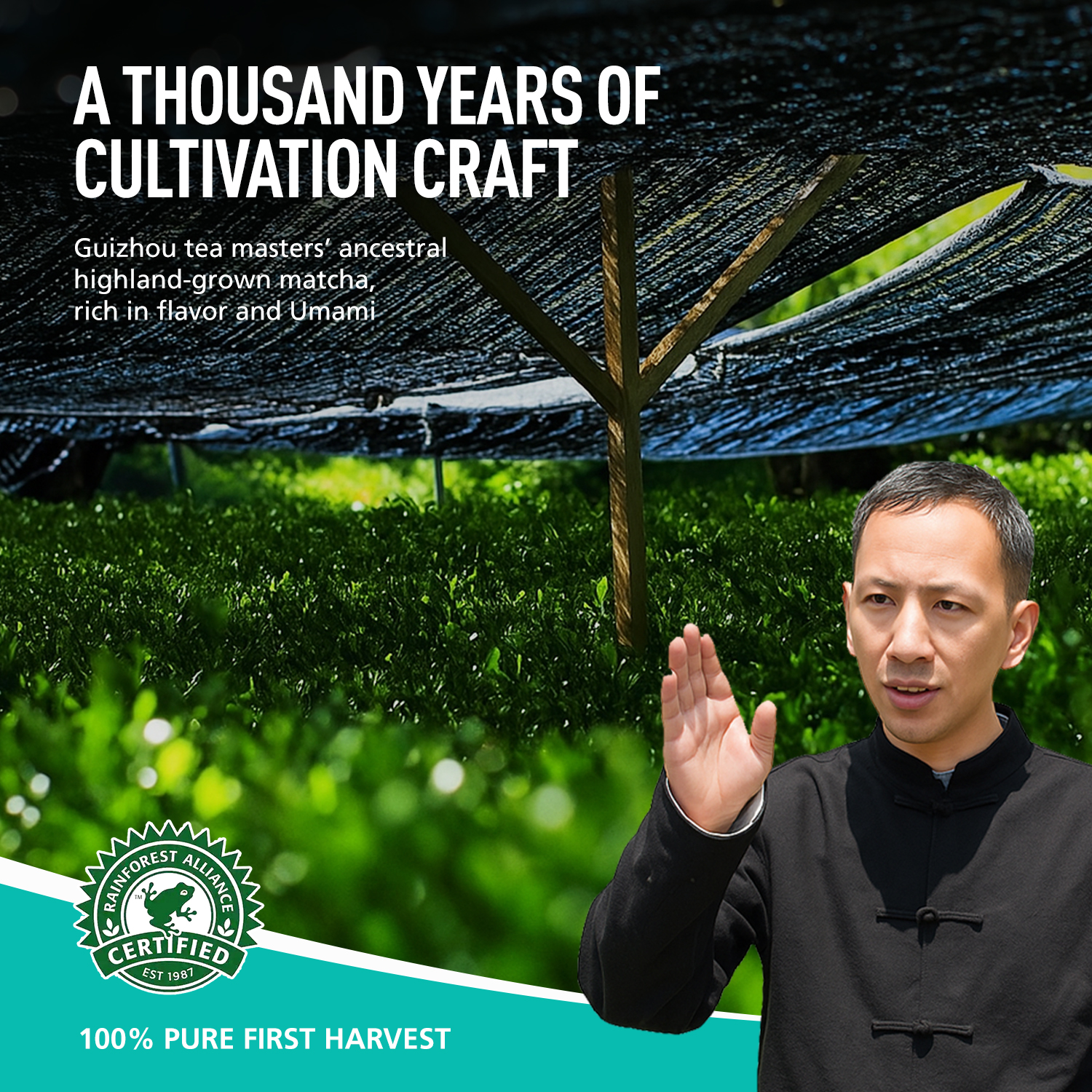 Premium Ceremonial Grade Matcha