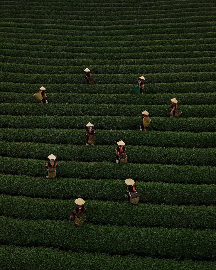 Guizhou Matcha Ecological Park