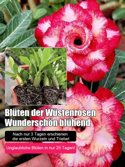 【Mit Wasser gedeiht es 100 Jahre】Wüstenrosen-Zwiebelblume