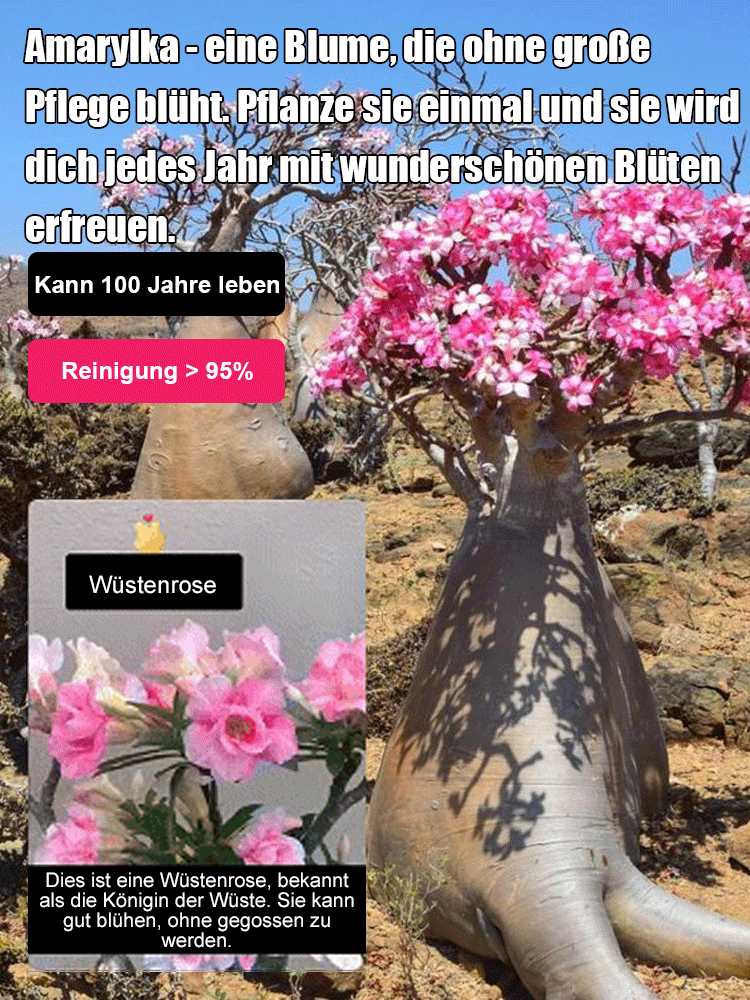 【Mit Wasser gedeiht es 100 Jahre】Wüstenrosen-Zwiebelblume