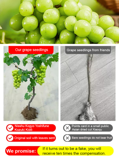 ✨ [Okayama King] Grow Seedless Shine Muscat Grapes with 99.9 percent Survival Rate - BUY 1 GET 1 FREE