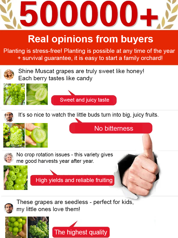 ✨ [Okayama King] Grow Seedless Shine Muscat Grapes with 99.9 percent Survival Rate - BUY 1 GET 1 FREE