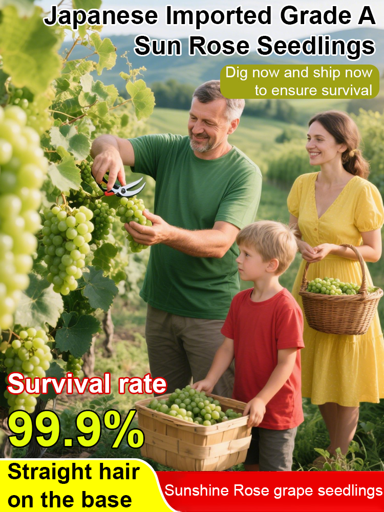 ✨ [Okayama King] Grow Seedless Shine Muscat Grapes with 99.9 percent Survival Rate - BUY 1 GET 1 FREE