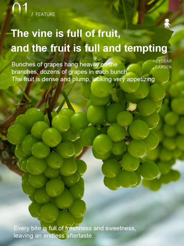 ✨ [Okayama King] Grow Seedless Shine Muscat Grapes with 99.9 percent Survival Rate - BUY 1 GET 1 FREE