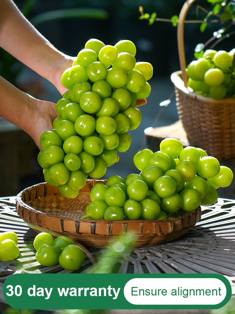 ✨ [Okayama King] Grow Seedless Shine Muscat Grapes with 99.9 percent Survival Rate - BUY 1 GET 1 FREE