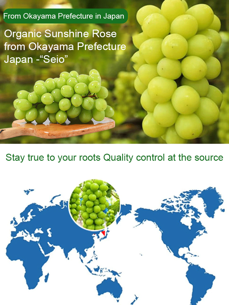 ✨ [Okayama King] Grow Seedless Shine Muscat Grapes with 99.9 percent Survival Rate - BUY 1 GET 1 FREE