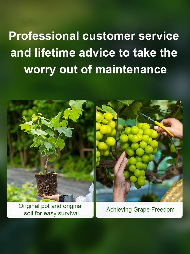 ✨ [Okayama King] Grow Seedless Shine Muscat Grapes with 99.9 percent Survival Rate - BUY 1 GET 1 FREE