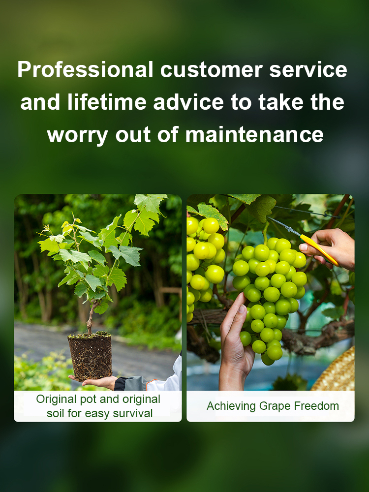 ✨ [Okayama King] Grow Seedless Shine Muscat Grapes with 99.9 percent Survival Rate - BUY 1 GET 1 FREE