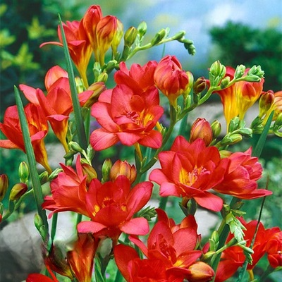 Premium Aromastoff: Stark duftende Freesien-Knollen