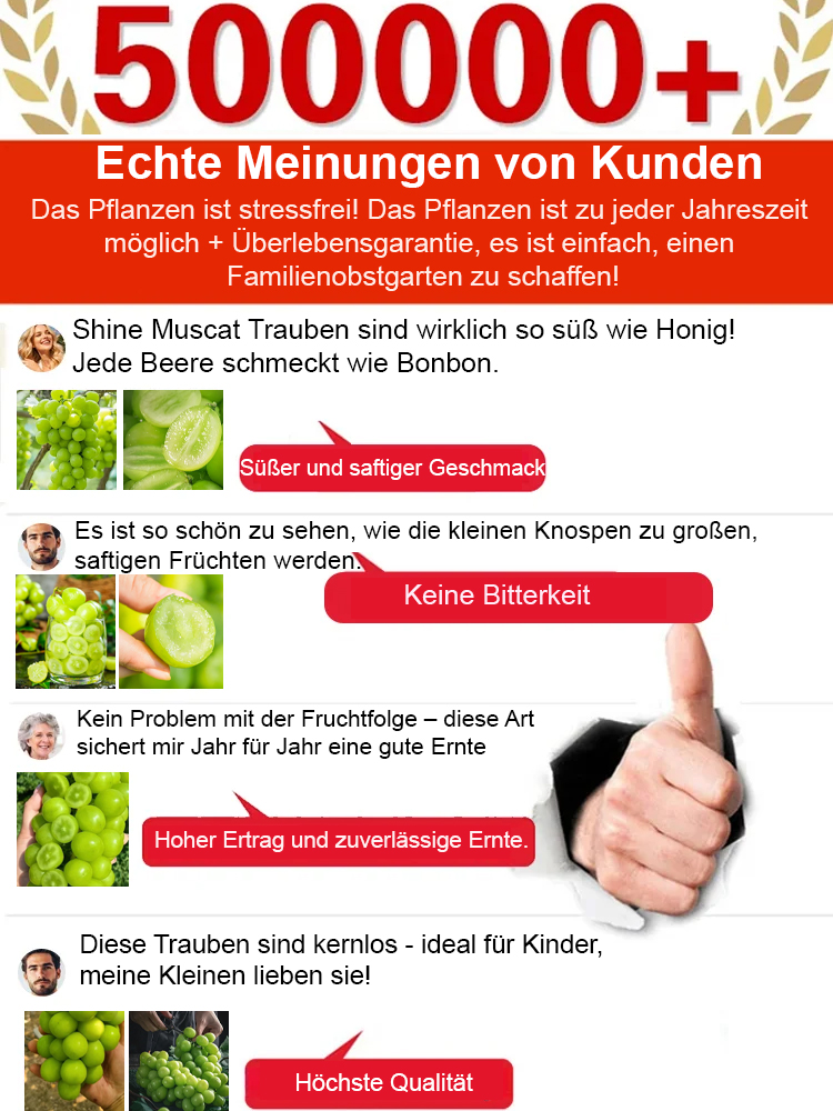 Premium-Traube ShineMuscat: 3-jährige Rebe, kernlos mit feinem Litschi-Aroma.
