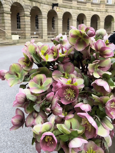 Samen der Christrose