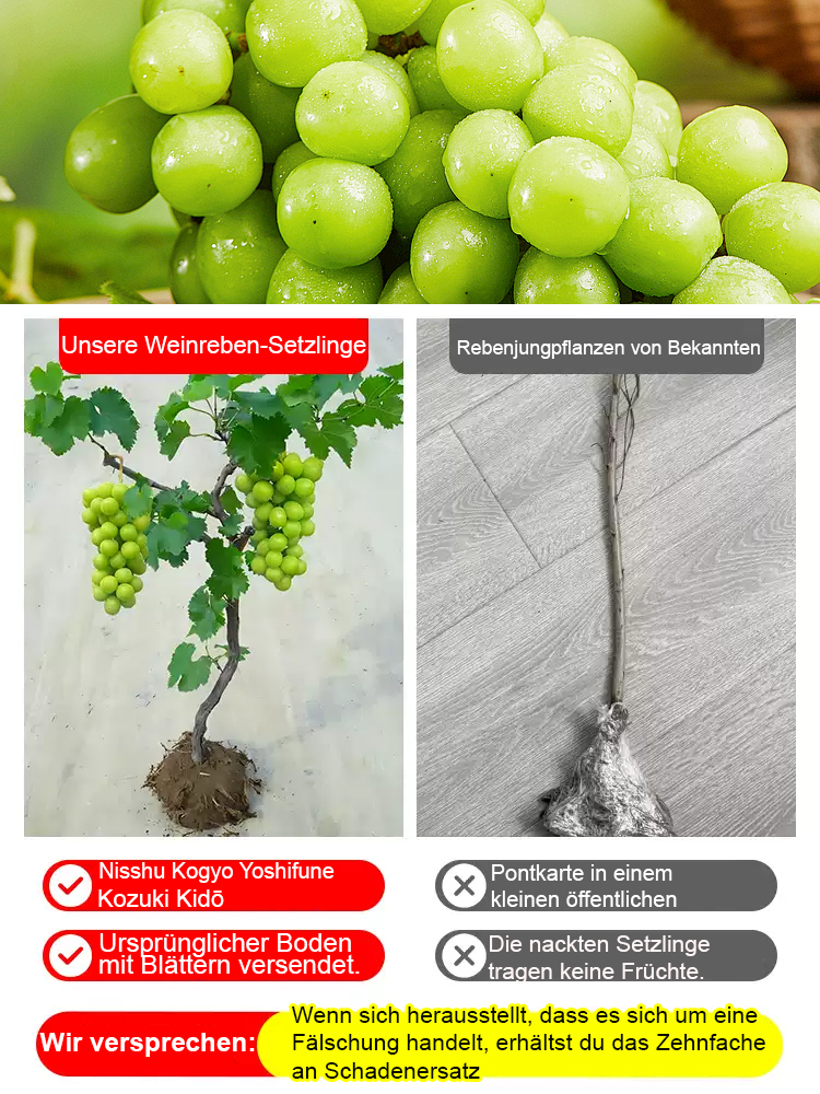 Premium-Traube ShineMuscat: 3-jährige Rebe, kernlos mit feinem Litschi-Aroma.