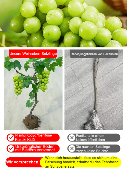 Premium-Traube ShineMuscat: 3-jährige Rebe, kernlos mit feinem Litschi-Aroma.