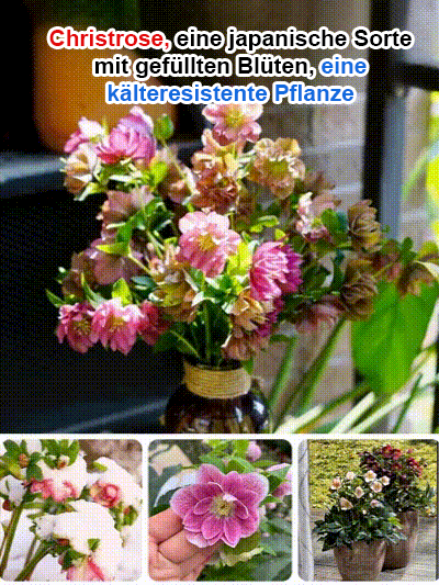 Samen der Christrose