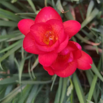 Premium Aromastoff: Stark duftende Freesien-Knollen