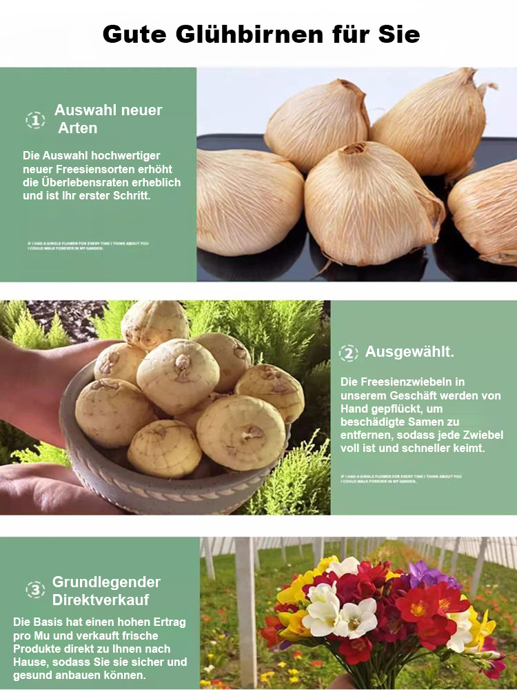 Premium Aromastoff: Stark duftende Freesien-Knollen