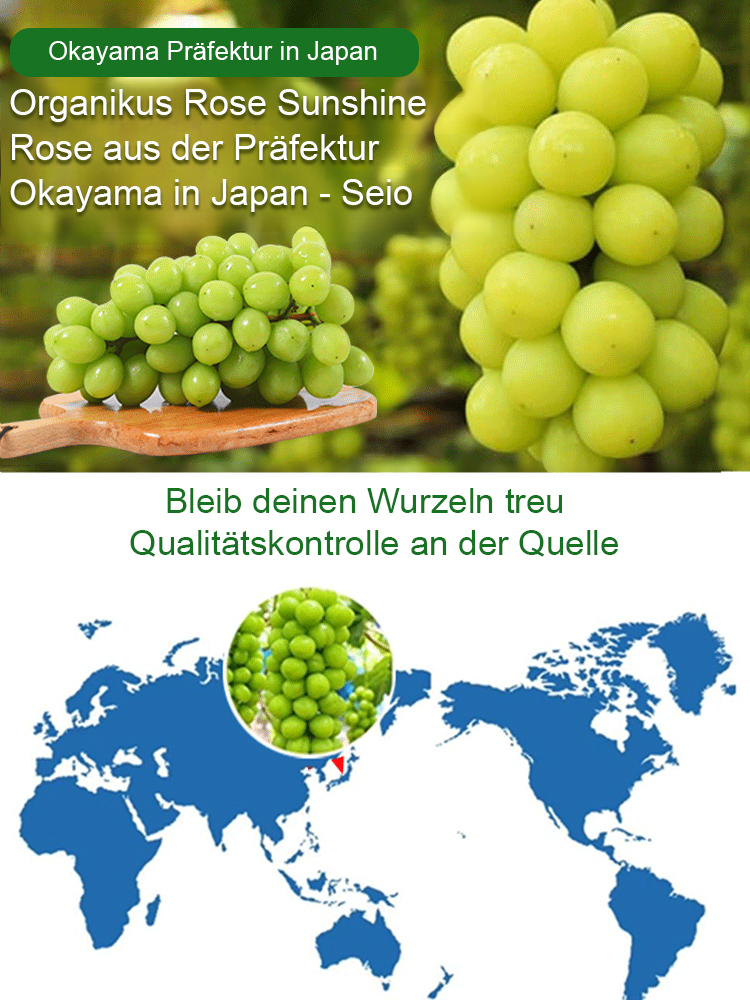 Premium-Traube ShineMuscat: 3-jährige Rebe, kernlos mit feinem Litschi-Aroma.