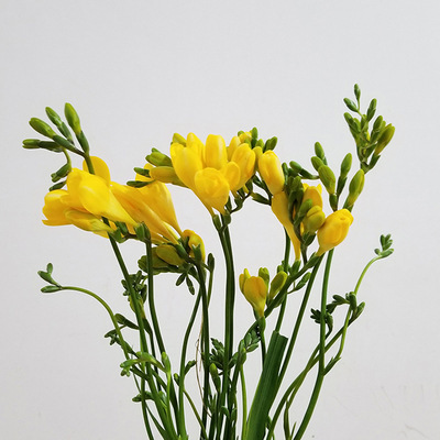 Premium Aromastoff: Stark duftende Freesien-Knollen