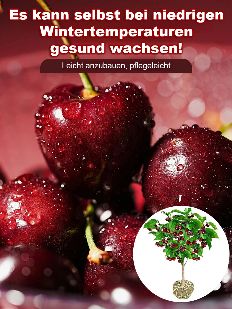 2-Year-Old Improved Early-Maturing Cherry Tree Saplings 🍒 | Fruits in First Year 🚀 | Self-Pollinating 🐝 | Suitable for Pots ✅ | Live Guarantee✅