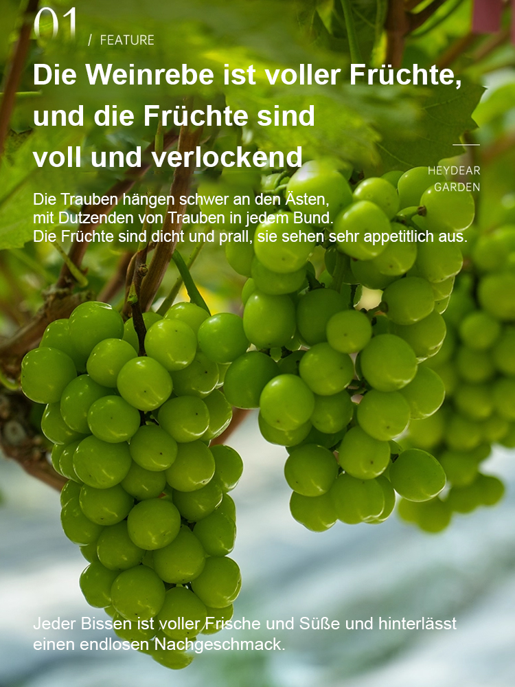 Premium-Traube ShineMuscat: 3-jährige Rebe, kernlos mit feinem Litschi-Aroma.