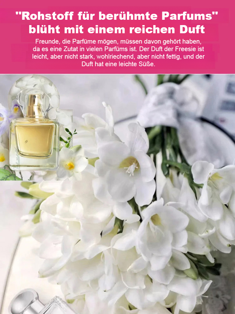 Premium Aromastoff: Stark duftende Freesien-Knollen