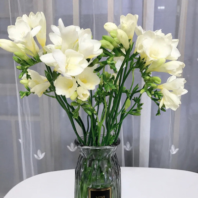 Premium Aromastoff: Stark duftende Freesien-Knollen