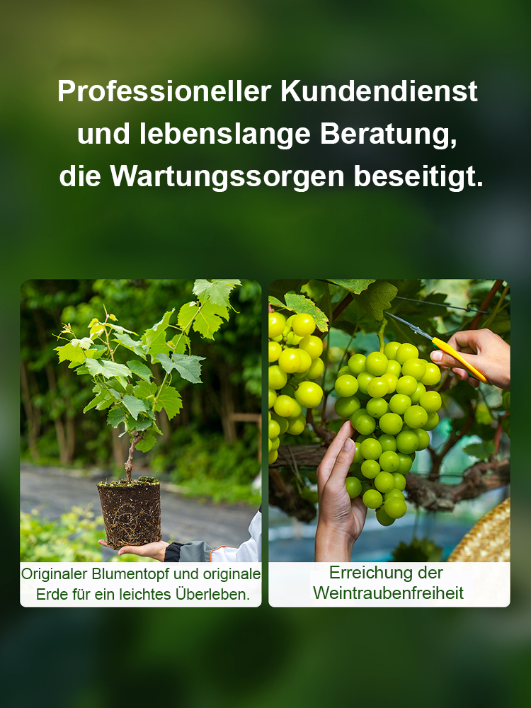 Premium-Traube ShineMuscat: 3-jährige Rebe, kernlos mit feinem Litschi-Aroma.