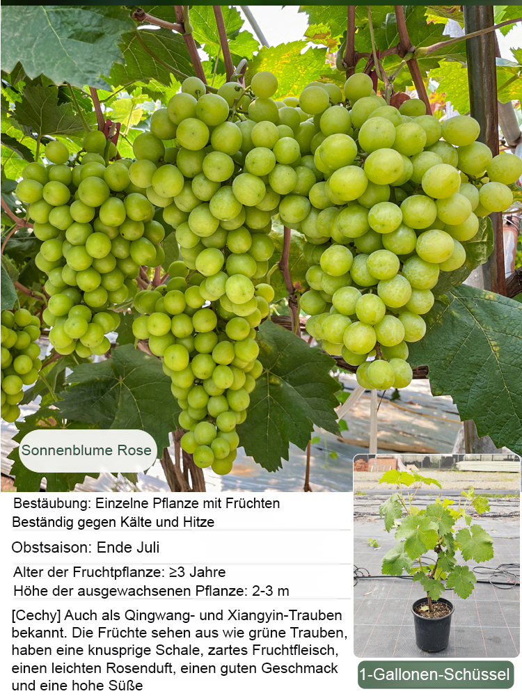 Premium-Traube ShineMuscat: 3-jährige Rebe, kernlos mit feinem Litschi-Aroma.