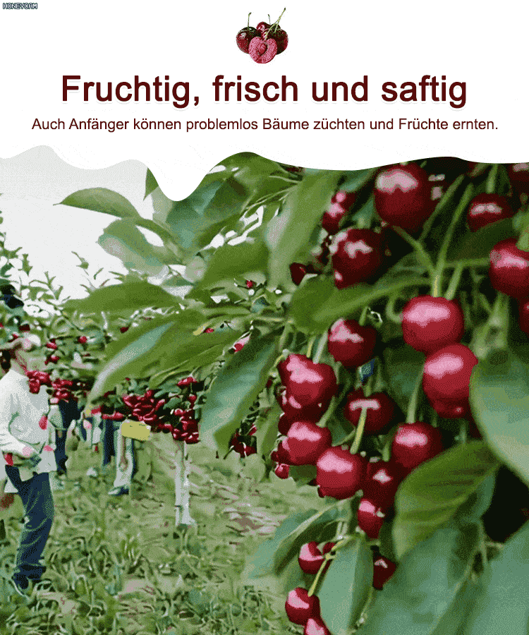 Vollgepackt mit lebenden Kirschkernen