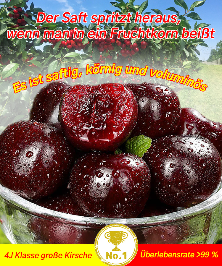 Vollgepackt mit lebenden Kirschkernen