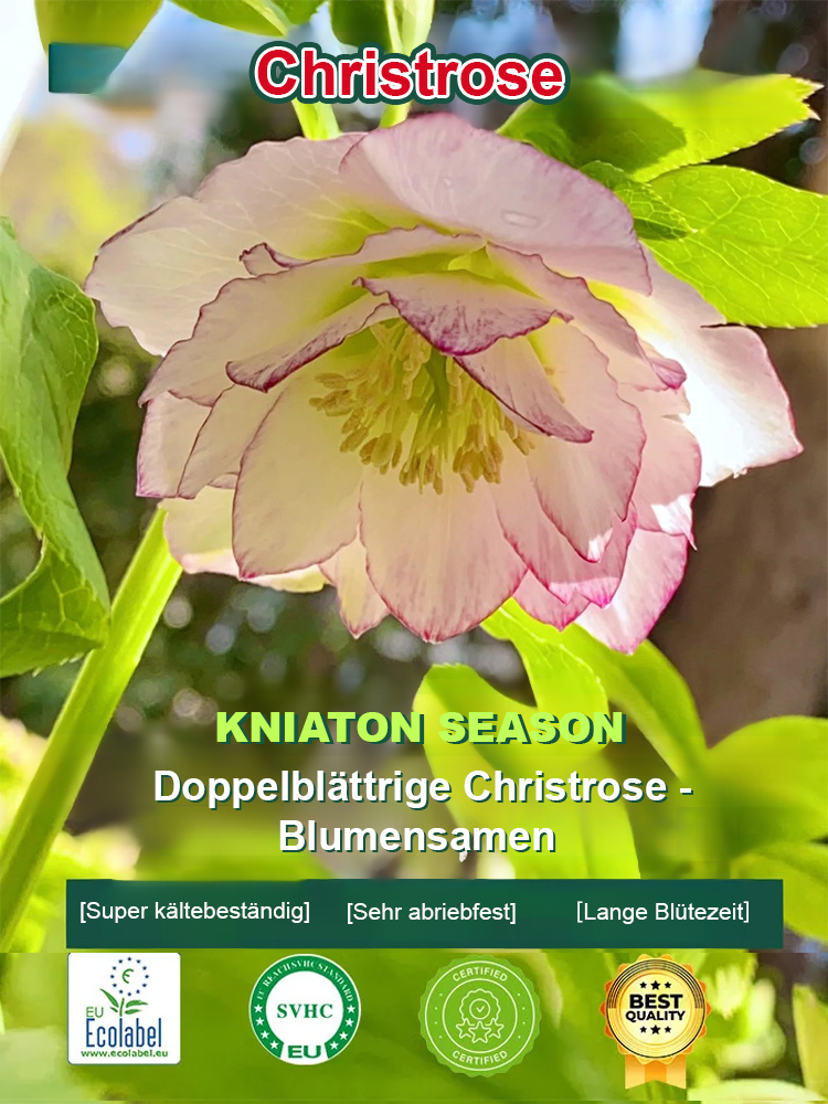 Samen der Christrose