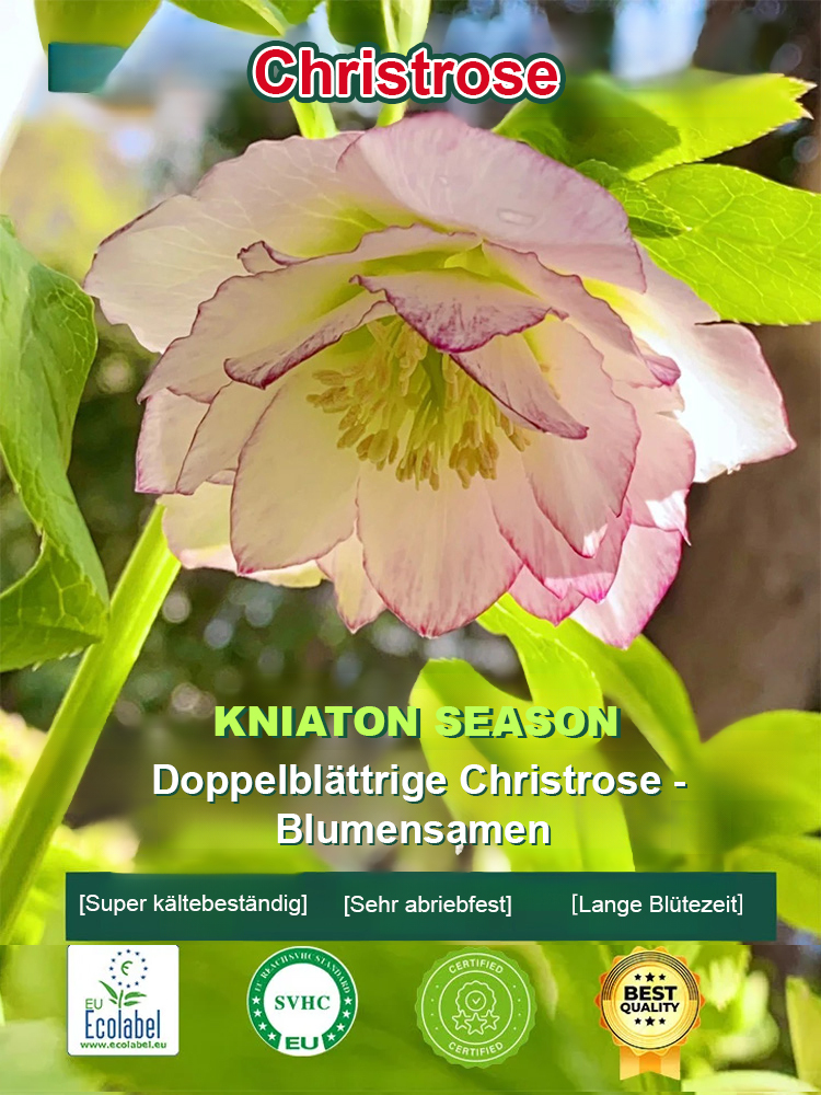 Samen der Christrose