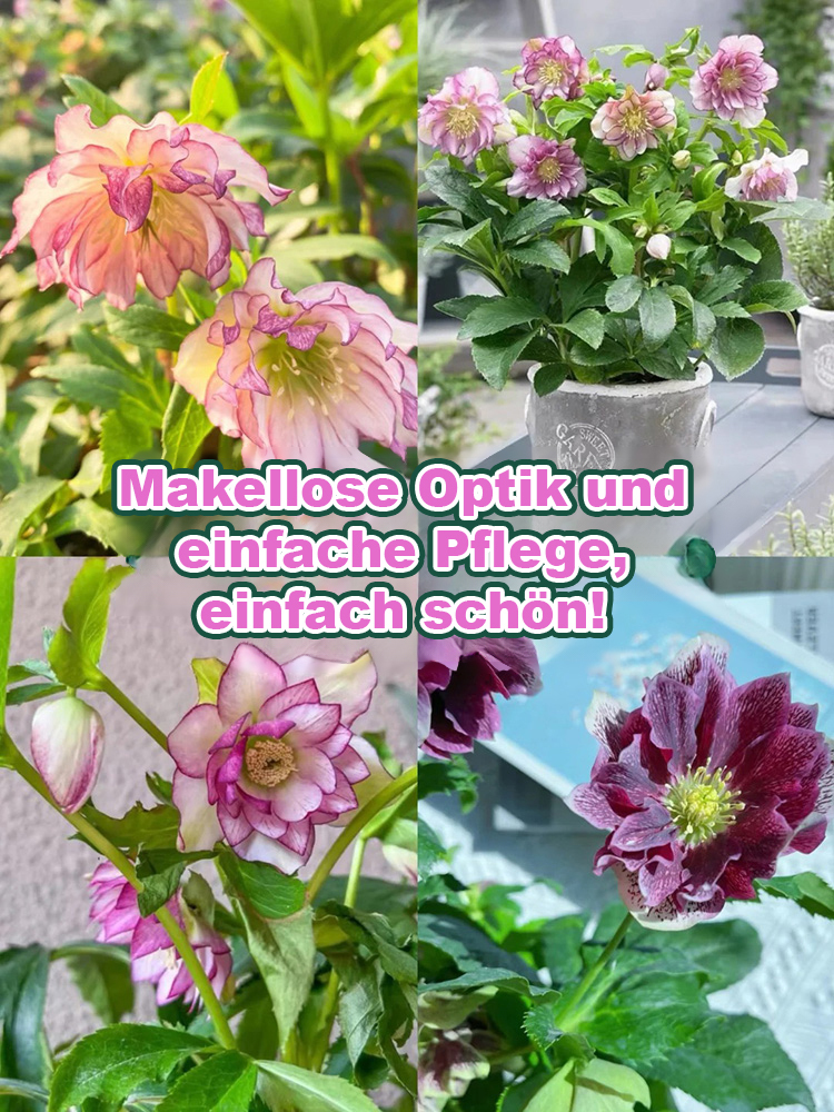 Samen der Christrose