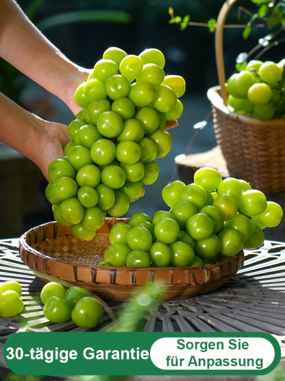 Premium-Traube ShineMuscat: 3-jährige Rebe, kernlos mit feinem Litschi-Aroma.