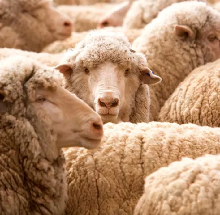 Herren Leder-Bomberjacke🧥 Eine Jacke statt drei! 🔥 Erleben Sie die Wärme und den Stil der italienischen Herren Leder-Bomberjacke aus echtem Leder und Wolle.