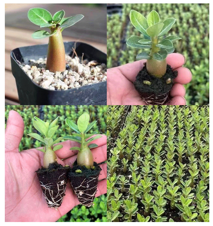 翻译件-SL-【浇水就活100年】沙漠玫瑰种球花-1267950-系统_19.jpg