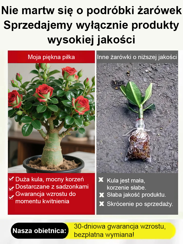 【Gwarancja 100% zwrotu pieniędzy】Dla zapracowanych! Odporna na mróz i suszę "nieśmiertelna" Róża Pustyni, piękne kwiaty już w 25 dni!🪷