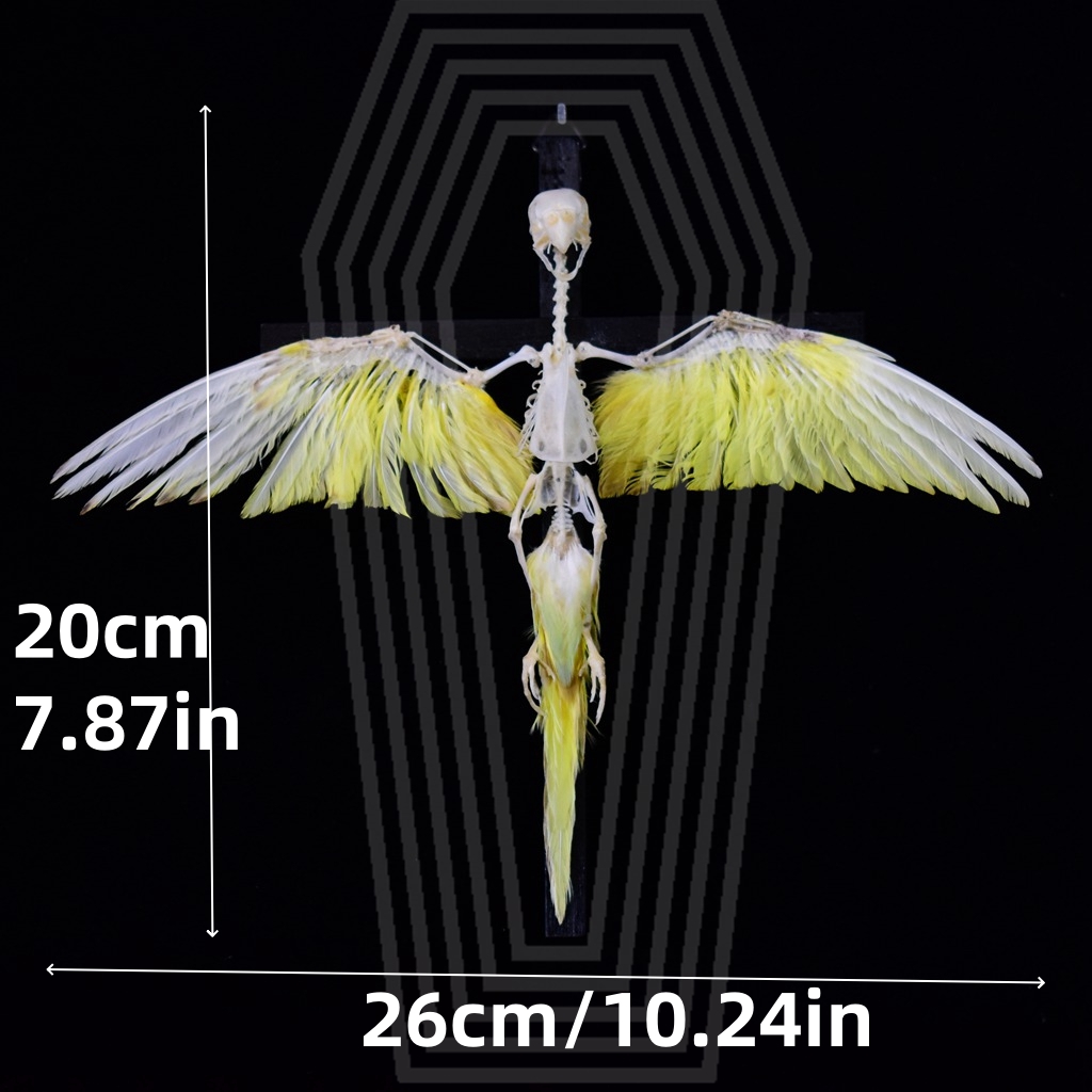 2026 Taxidermy Avian Cruciform Skeletal Art Gothic Reliquary Display Bone Configuration Victorian Ornithology Replica Ecclesiastical Bird