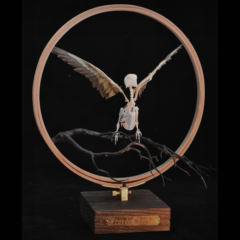 2027 Taxidermy Passerine Ossuary Shadowbox Gothic Anatomy Artifact Articulated Skeletal Artistry Ecclesiastical Bird Bone Assemblage