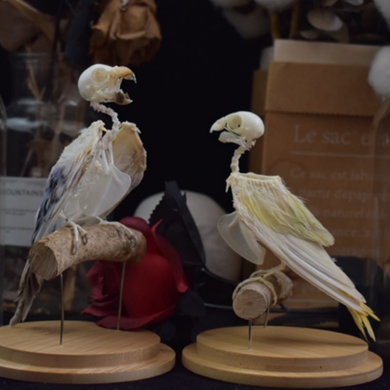 2031 Taxidermy Erect Avian Skeletal Art Glass Dome Display Victorian Osteology Study Bone Articulation Replica Vertical Bird Ossuary