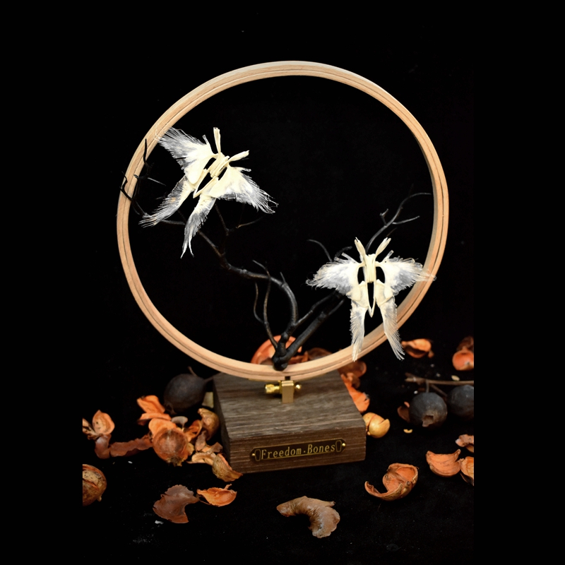 2110 Boutique series Butterfly Skeleton Art Sculpture Natural History Display Biological Craft 3D Wall Decor Unique Collector Gift