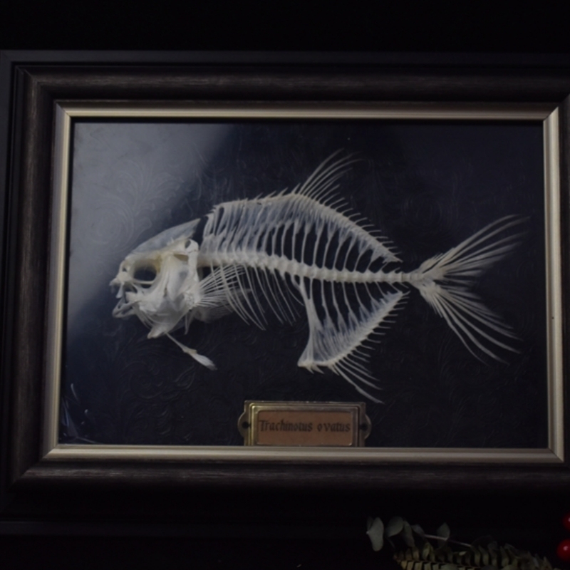 2021 Taxidermy Golden Pomfret Fish Skeleton Replica Bone Model Educational Science Display Art Craft Collection Marine Biology Study Decor