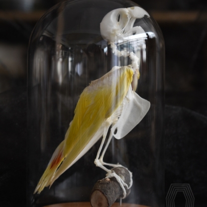 2031 Taxidermy Erect Avian Skeletal Art Glass Dome Display Victorian Osteology Study Bone Articulation Replica Vertical Bird Ossuary