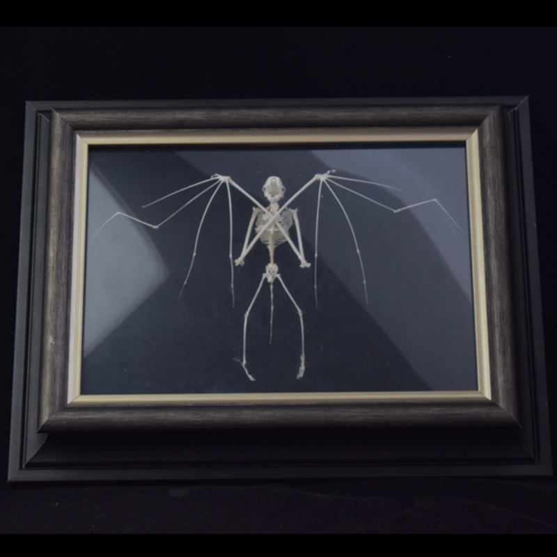 2126 Boutique series Bat Skeleton Art Wall Decor Gothic Home Display Frame Ethical Craft Non-Toxic Animal-Friendly Nocturnal Gothic Decor