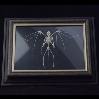 2126 Boutique series Bat Skeleton Art Wall Decor Gothic Home Display Frame Ethical Craft Non-Toxic Animal-Friendly Nocturnal Gothic Decor