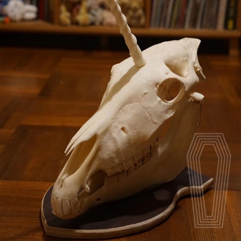 2124 Boutique series Original Unicorn Skull Bone Specimen Teaching Sculpture Animal Crafts Art Collectibles Desktop Ornament Brithday Gift