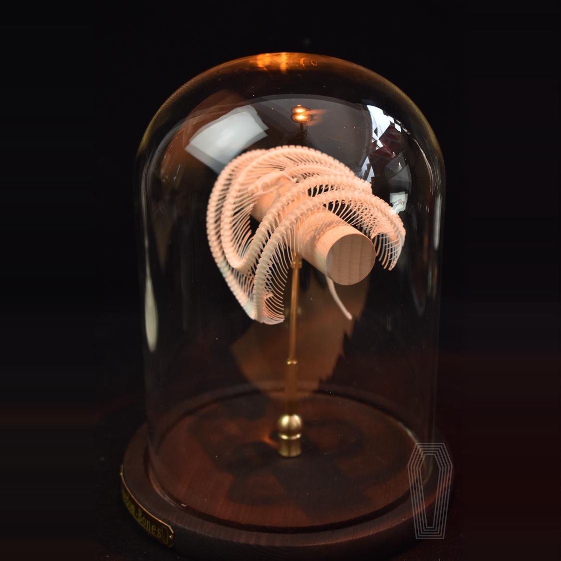 2015 TaxidermyCoiled Serpentine Bone Structure Wood Frame Victorian Curio Cabinet Mythical Creature Display Gothic Anatomy Study Artistry